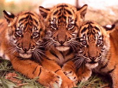 Тигрята (Категория фото: Животные)