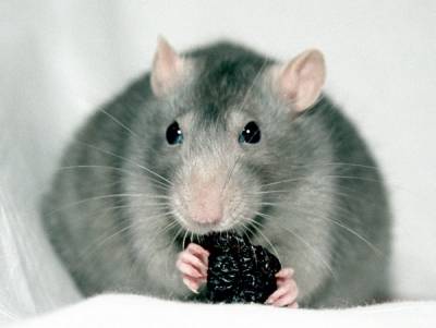 Крыса (Категория фото: Животные)