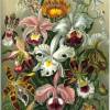 Орхидея (Рисунки)